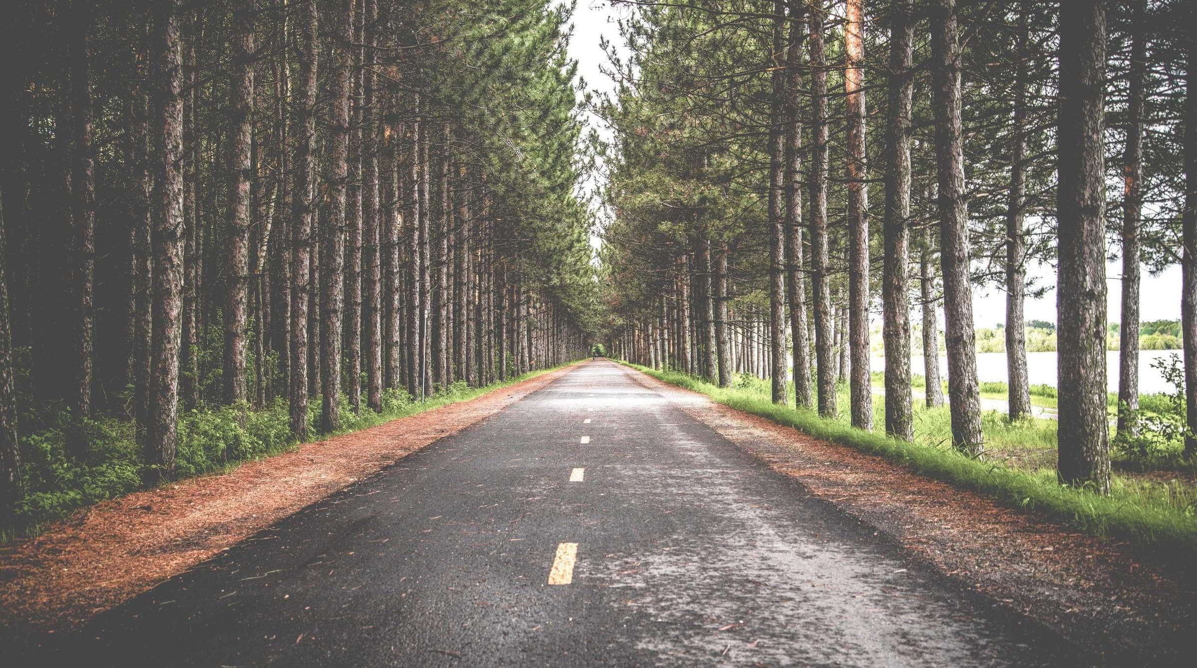 a straight road running into a corridor of tall pines, rust-colored needles banked along both verges, water showing through the trunks