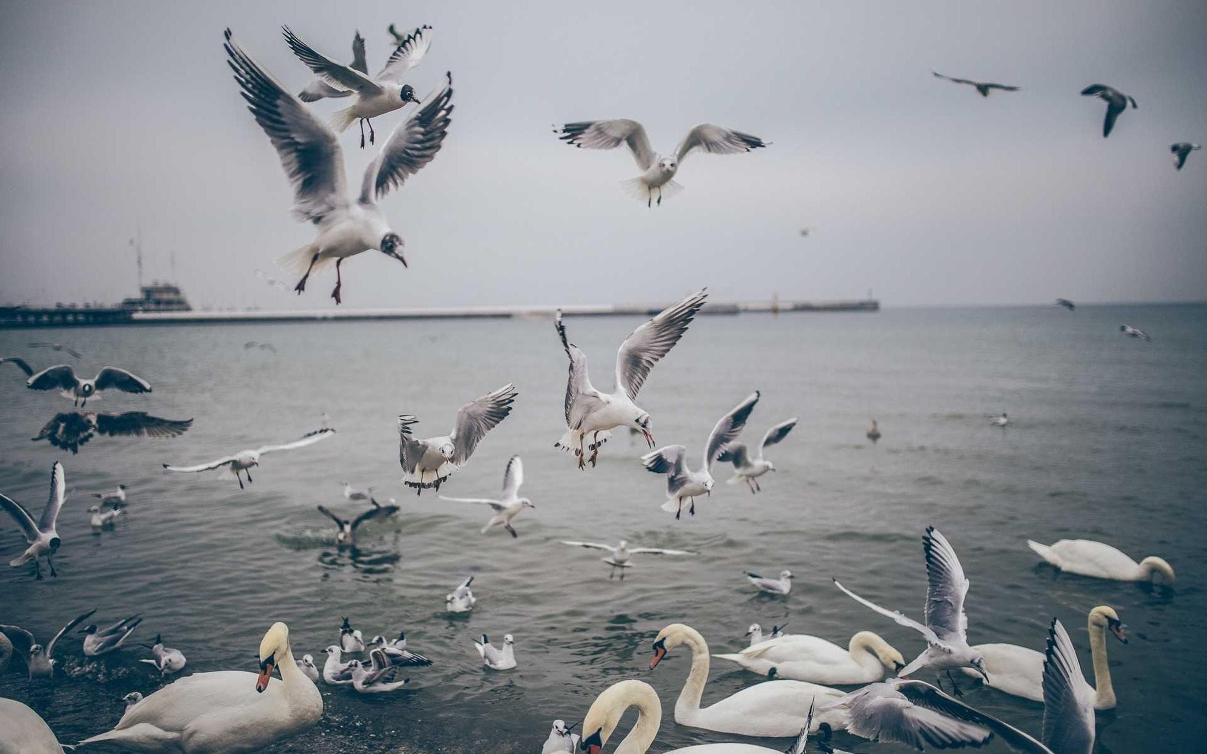 gulls breaking low over grey water under a flat sky, swans drifting along the near edge, a pier behind them