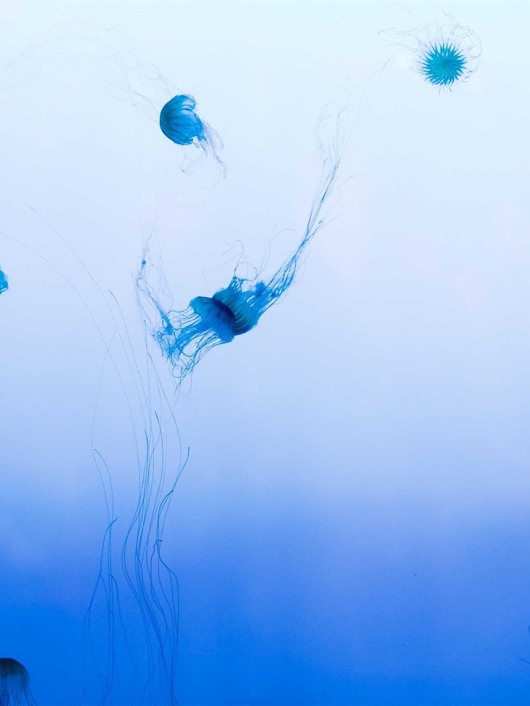 jellyfish suspended in blue water, tentacles drawn out into long thin threads behind them