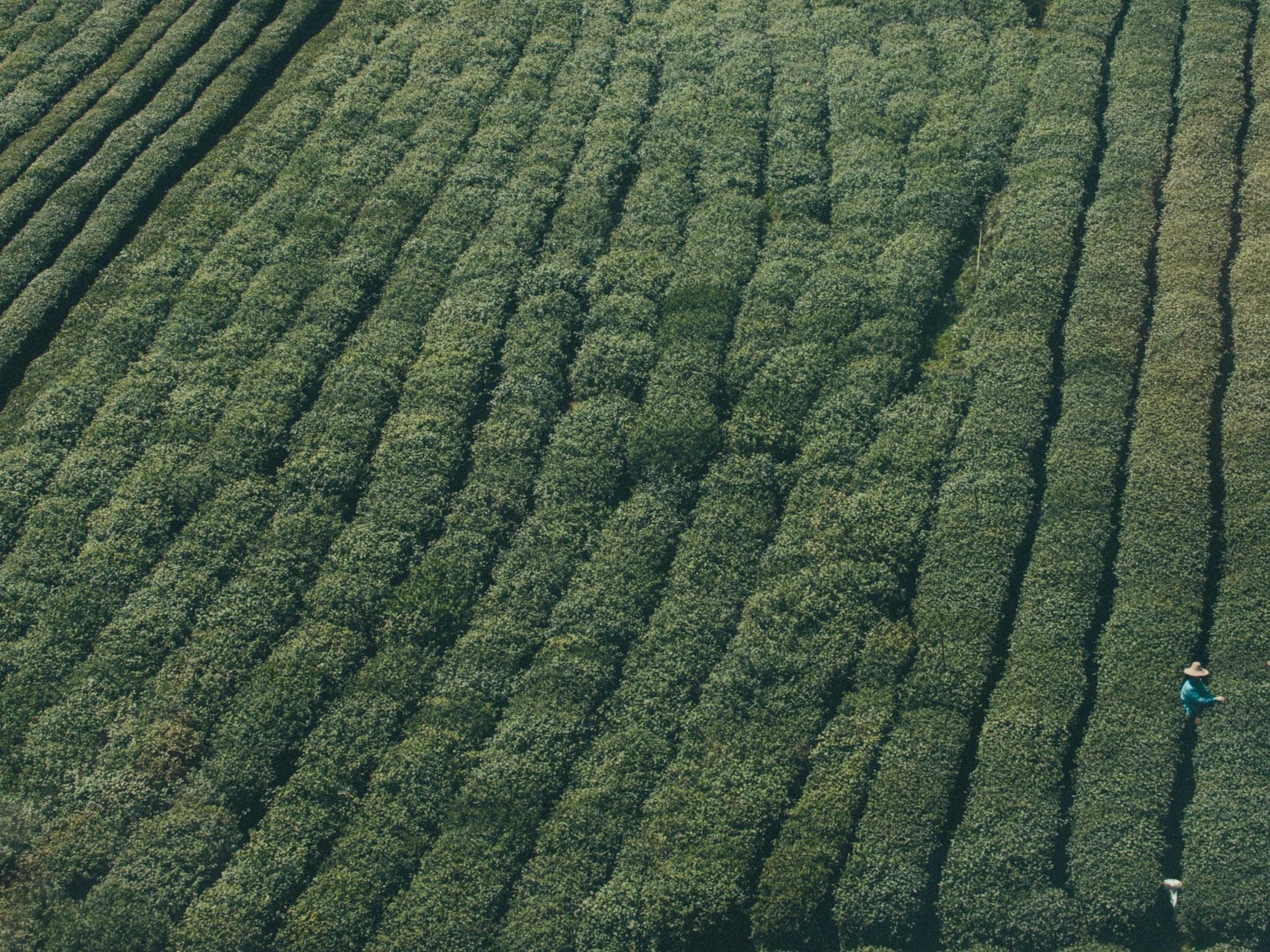 rows of tea bushes curving across a hillside seen from above, one worker in a wide straw hat far off to the right